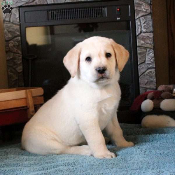 Titus, Yellow Labrador Retriever Puppy