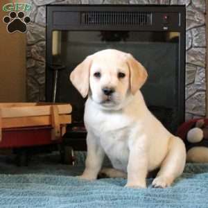 Titus, Yellow Labrador Retriever Puppy