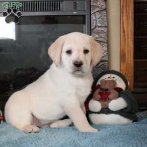 Titus, Yellow Labrador Retriever Puppy