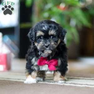 Titus, Shih-Poo Puppy