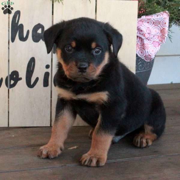 Tobias, Rottweiler Puppy