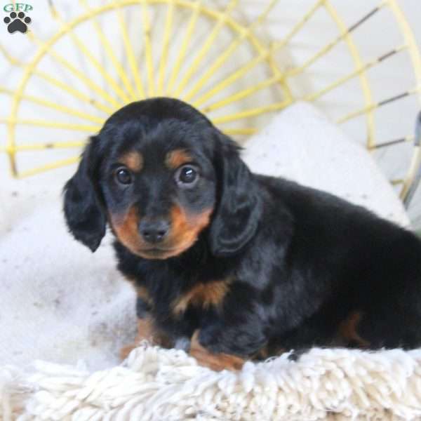 Tobias, Dachshund Puppy