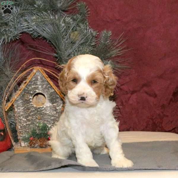 Toby, Cockapoo Puppy