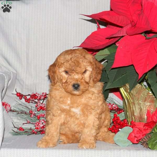 Toby, Mini Goldendoodle Puppy