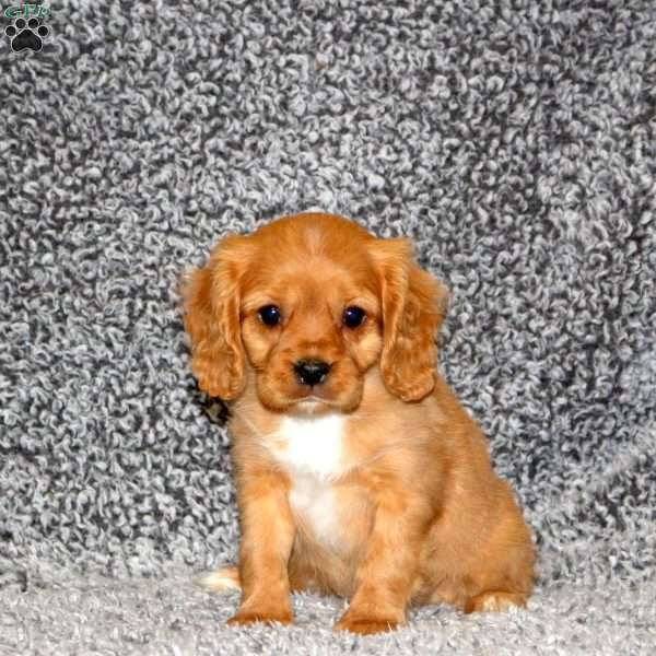 Toby, Cavapoo Puppy