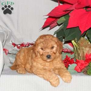 Toby, Mini Goldendoodle Puppy