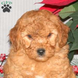 Toby, Mini Goldendoodle Puppy