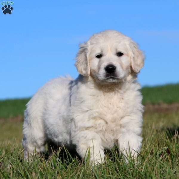 Toby, English Cream Golden Retriever Puppy