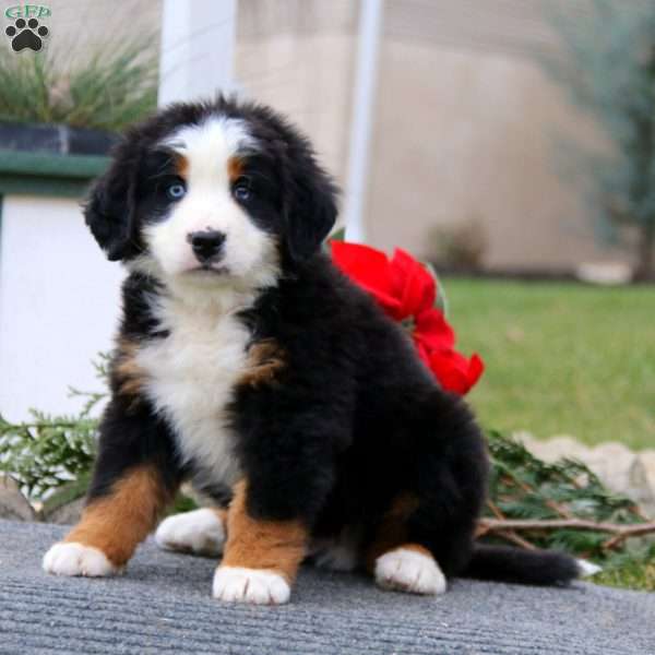 Toby, Bernese Mountain Dog Puppy