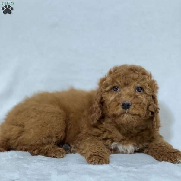 Toffee, Mini Goldendoodle Puppy