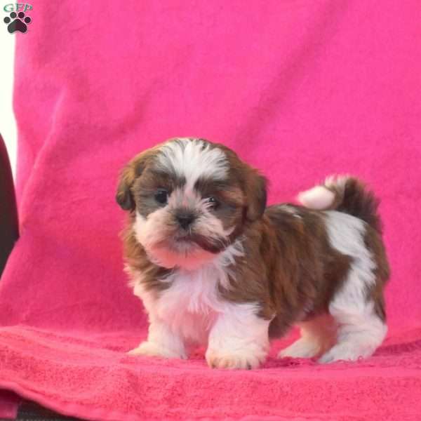 Toffee, Shih Tzu Puppy