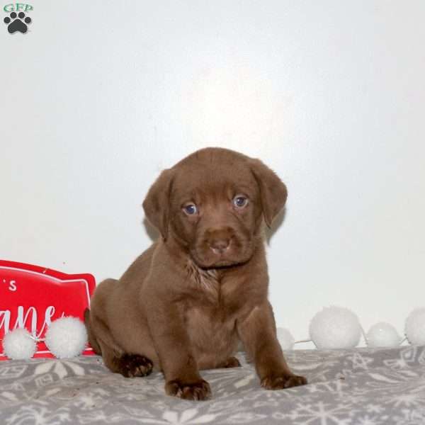 Toffee, Chocolate Labrador Retriever Puppy