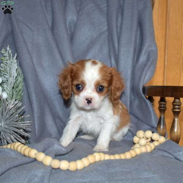 Toffee, Cavalier King Charles Spaniel Puppy