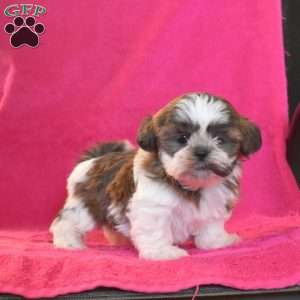 Toffee, Shih Tzu Puppy