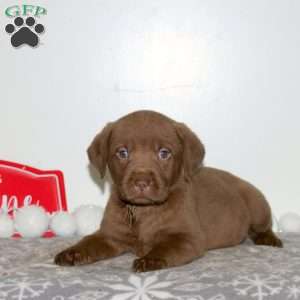 Toffee, Chocolate Labrador Retriever Puppy