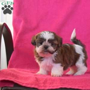 Toffee, Shih Tzu Puppy