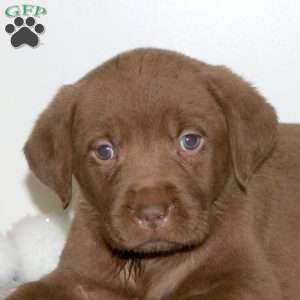 Toffee, Chocolate Labrador Retriever Puppy