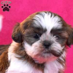 Toffee, Shih Tzu Puppy