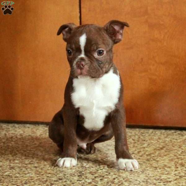 Toffee, Boston Terrier Puppy