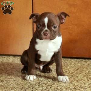 Toffee, Boston Terrier Puppy