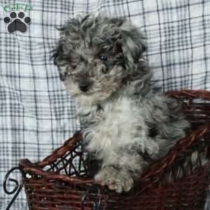 Toffee, Mini Goldendoodle Puppy