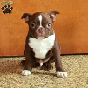 Toffee, Boston Terrier Puppy