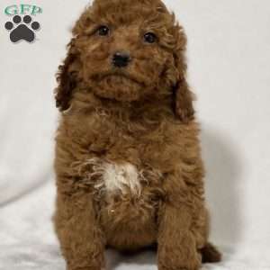 Toffee, Mini Goldendoodle Puppy