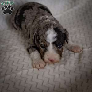 Tommy, Mini Bernedoodle Puppy