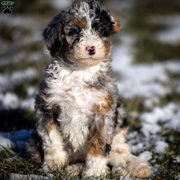 Tommy, Mini Bernedoodle Puppy