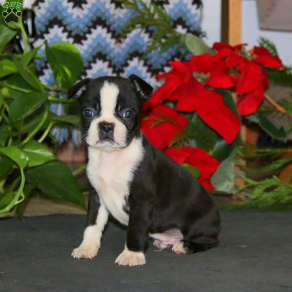 Tommy, Boston Terrier Puppy