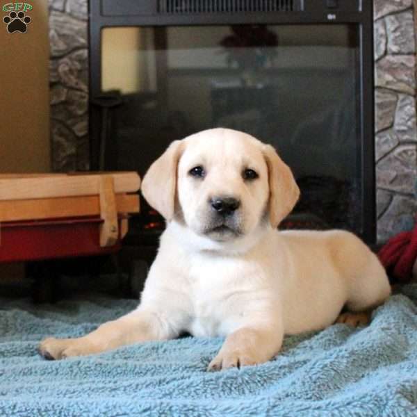 Tommy, Yellow Labrador Retriever Puppy