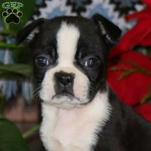 Tommy, Boston Terrier Puppy