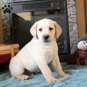 Tommy, Yellow Labrador Retriever Puppy