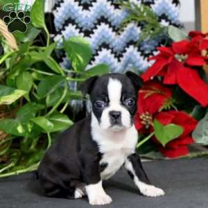 Tommy, Boston Terrier Puppy