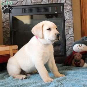 Tommy, Yellow Labrador Retriever Puppy