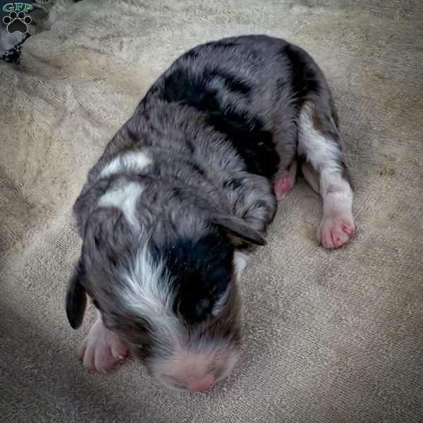 Tommy, Mini Bernedoodle Puppy