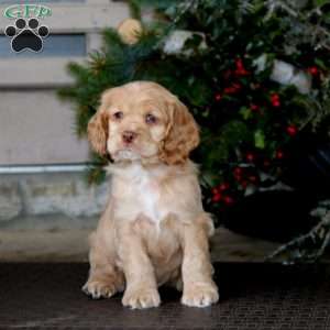 Cocker Spaniel Puppies For Sale - Greenfield Puppies