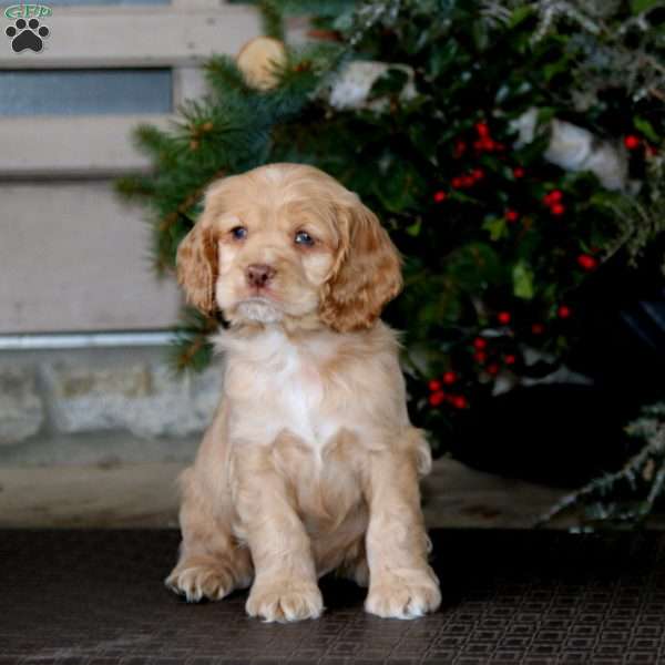 Tony, Cocker Spaniel Puppy