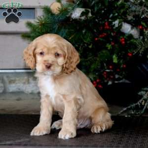 Tony, Cocker Spaniel Puppy