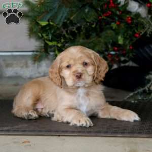 Tony, Cocker Spaniel Puppy