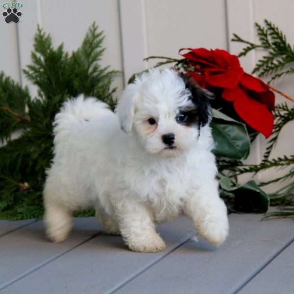 Tonya, Shih-Poo Puppy