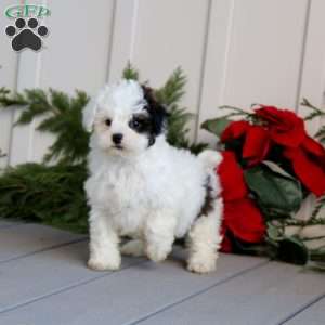 Tonya, Shih-Poo Puppy