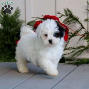 Tonya, Shih-Poo Puppy