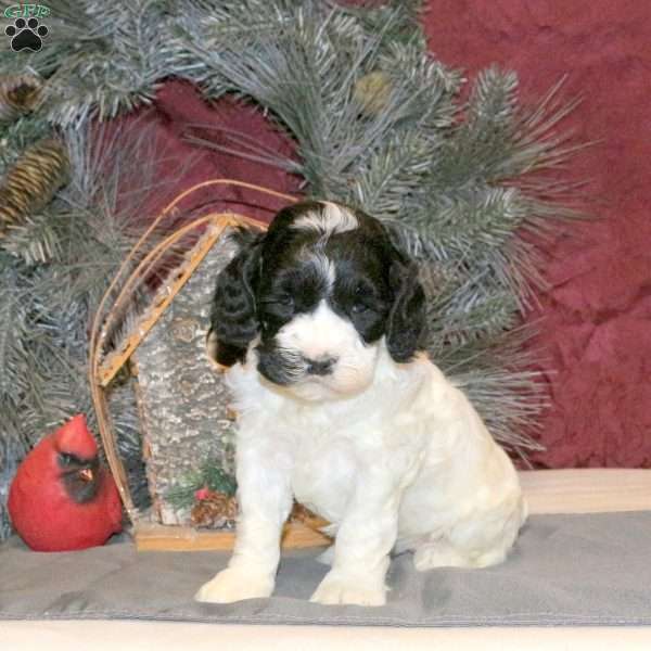 Tootsie, Cockapoo Puppy