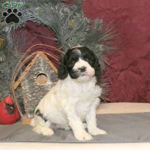 Tootsie, Cockapoo Puppy