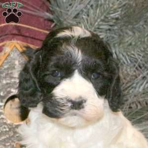 Tootsie, Cockapoo Puppy