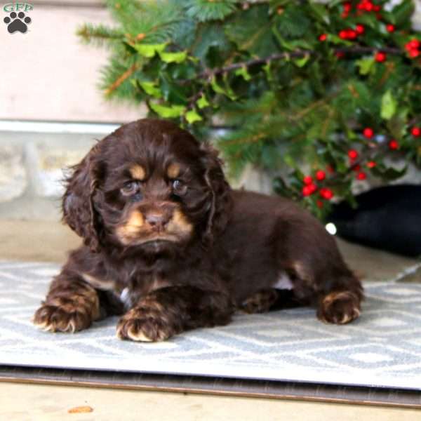 Tootsie, Cocker Spaniel Puppy