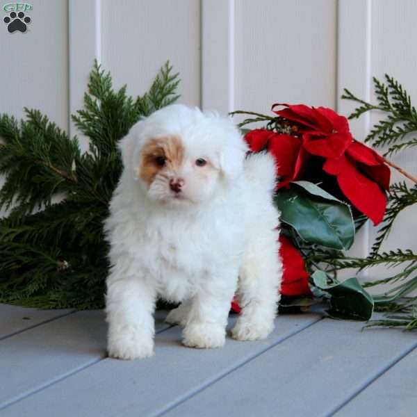 Tootsie, Shih-Poo Puppy