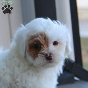 Tootsie, Shih-Poo Puppy