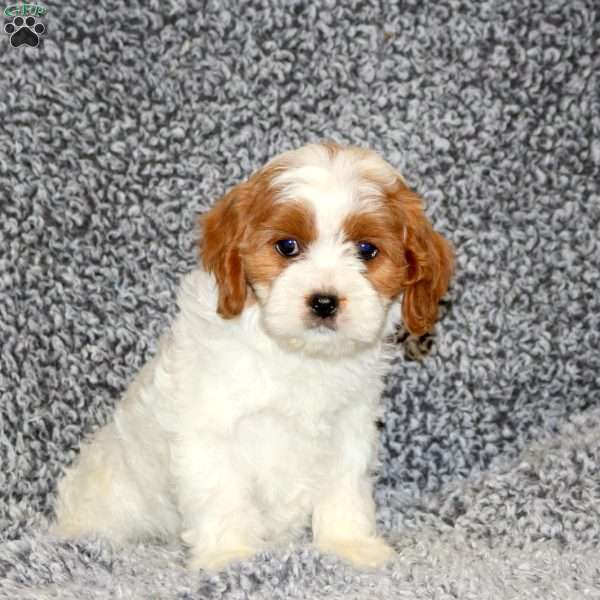 Tori, Cavapoo Puppy